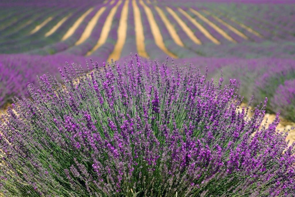 Impression Du Sud Gite 1 Saint-Rémy-de-Provence Εξωτερικό φωτογραφία